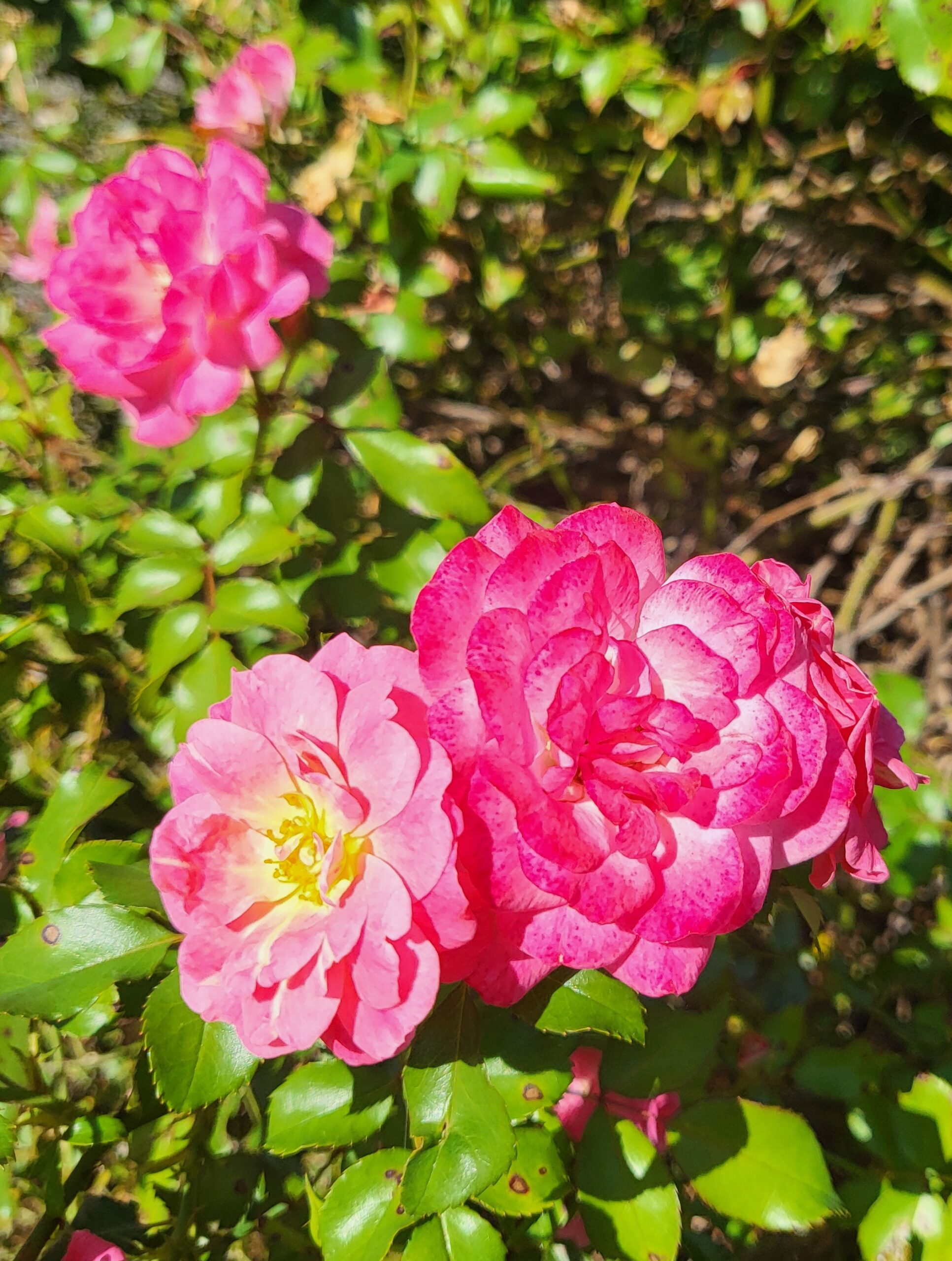 Janet Sternal Obituary, Hendersonville, NC