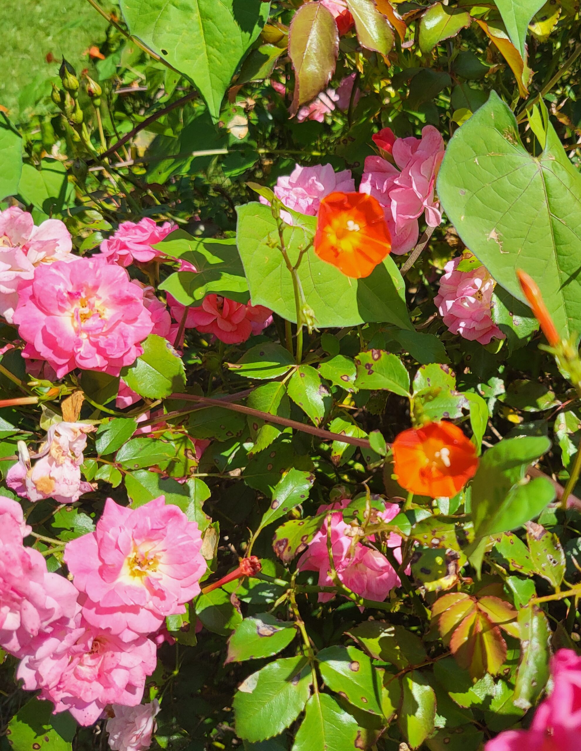 Marillyn Buchanan Burghardt Obituary, Hendersonville, NC